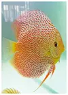 [TodoMarino.com] modificacion acuario