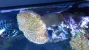 [TodoMarino.com] Cambio 2 piezas en Lloret de Mar Girona