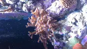 [TodoMarino.com] Cambio 2 piezas en Lloret de Mar Girona