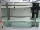 [TodoMarino.com] Consejos para nano para Zoanthus