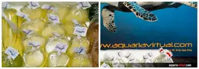 [TodoMarino.com] Alimento vivo recién llegado!
