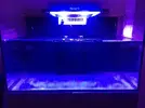 [TodoMarino.com] Mi Red Sea Reefer 250 "RhoxReef"