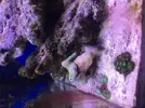 [TodoMarino.com] Sarcophyton mudando, enfermo...?
