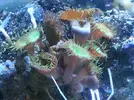 [TodoMarino.com] Mi Pequeña Aventura Marina de 27L