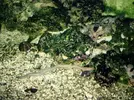[TodoMarino.com] Gusanos en el acuario