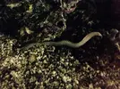 [TodoMarino.com] Gusanos en el acuario