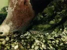 [TodoMarino.com] Gusanos en el acuario