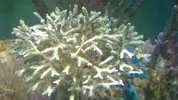 [TodoMarino.com] Reseteo de KalyReef