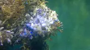 [TodoMarino.com] Reseteo de KalyReef
