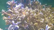 [TodoMarino.com] Reseteo de KalyReef
