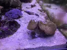 [TodoMarino.com] Sarcophyton mudando, enfermo...?