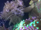 [TodoMarino.com] Cambio arbol de kenia,xenia y palithoas