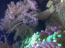 [TodoMarino.com] Cambio arbol de kenia,xenia y palithoas