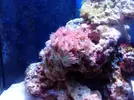 [TodoMarino.com] Duncanopsammia