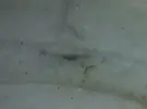 [TodoMarino.com] Identificacion parasito en zoanthus