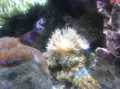 [TodoMarino.com] Taller Usuarios RED SEA MAX