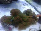 [TodoMarino.com] Taller Usuarios RED SEA MAX