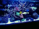 [TodoMarino.com] ♧♣《《Sharpei reef》》♣♧