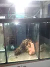[TodoMarino.com] bombillas tipo aquamedic chinas