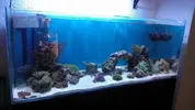[TodoMarino.com] Reseteo de KalyReef