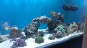 [TodoMarino.com] Reseteo de KalyReef
