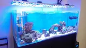 [TodoMarino.com] Reseteo de KalyReef