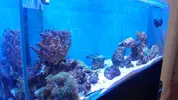[TodoMarino.com] Reseteo de KalyReef