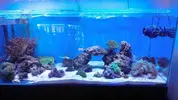 [TodoMarino.com] Reseteo de KalyReef