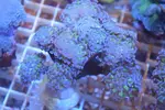 [TodoMarino.com] La semana del LPS en KomdoReef