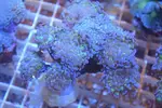 [TodoMarino.com] La semana del LPS en KomdoReef