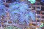 [TodoMarino.com] La semana del LPS en KomdoReef