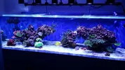 [TodoMarino.com] Ampliación de 500 a 1000l+sump paso a paso