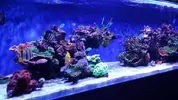 [TodoMarino.com] Ampliación de 500 a 1000l+sump paso a paso