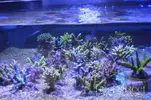 [TodoMarino.com] Promocion Especial Acroporas Rock&Reef 3x2