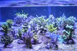 [TodoMarino.com] Promocion Especial Acroporas Rock&Reef 3x2