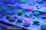 [TodoMarino.com] Promocion Especial Acroporas Rock&Reef 3x2