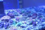 [TodoMarino.com] Promocion Especial Acroporas Rock&Reef 3x2