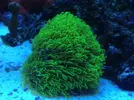 [TodoMarino.com] coral pachyclavularia