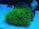 [TodoMarino.com] coral pachyclavularia