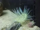 [TodoMarino.com] ayuda con estas anemonas