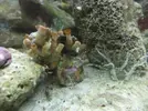 [TodoMarino.com] ayuda con estas anemonas