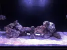 [TodoMarino.com] Mi Red Sea Reefer 250 "RhoxReef"