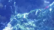 [TodoMarino.com] esto son copepodos ?