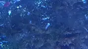 [TodoMarino.com] esto son copepodos ?