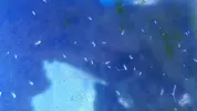 [TodoMarino.com] esto son copepodos ?