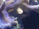 [TodoMarino.com] Taller Usuarios RED SEA MAX
