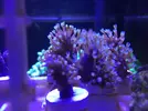 [TodoMarino.com] cambio esquejes de lobophyton