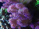 [TodoMarino.com] cambio esquejes de lobophyton