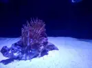 [TodoMarino.com] bombillas tipo aquamedic chinas