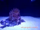 [TodoMarino.com] bombillas tipo aquamedic chinas
